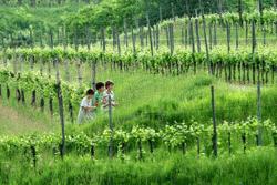 Therese, Peter and Paul walk through the Petrucco vineyard